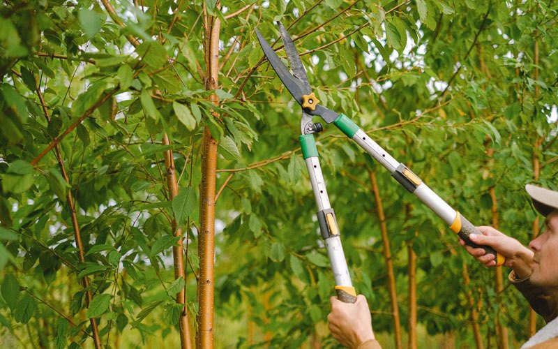 Tree trimming in Cornell, WI