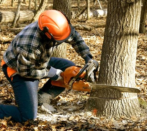 Tree Removal in Cornell, WI